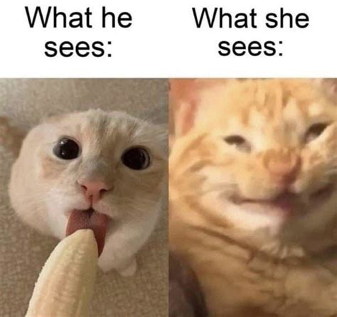 he see or he sees
